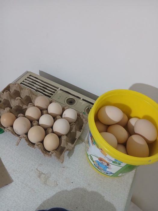 Honaki tovug tuxumlari sotiladi uruglangan donasi 3 ming