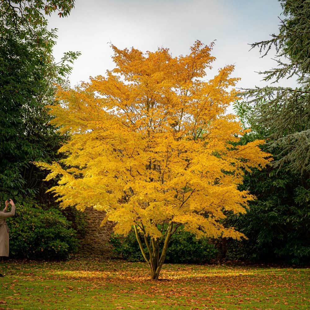 Arborele de Zahar Katsura (Miros De Caramel )