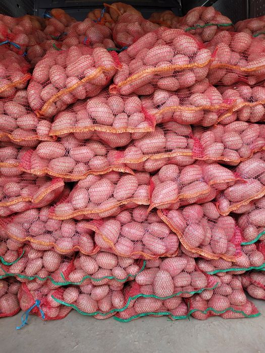 Cartofi rosu cu miez galben