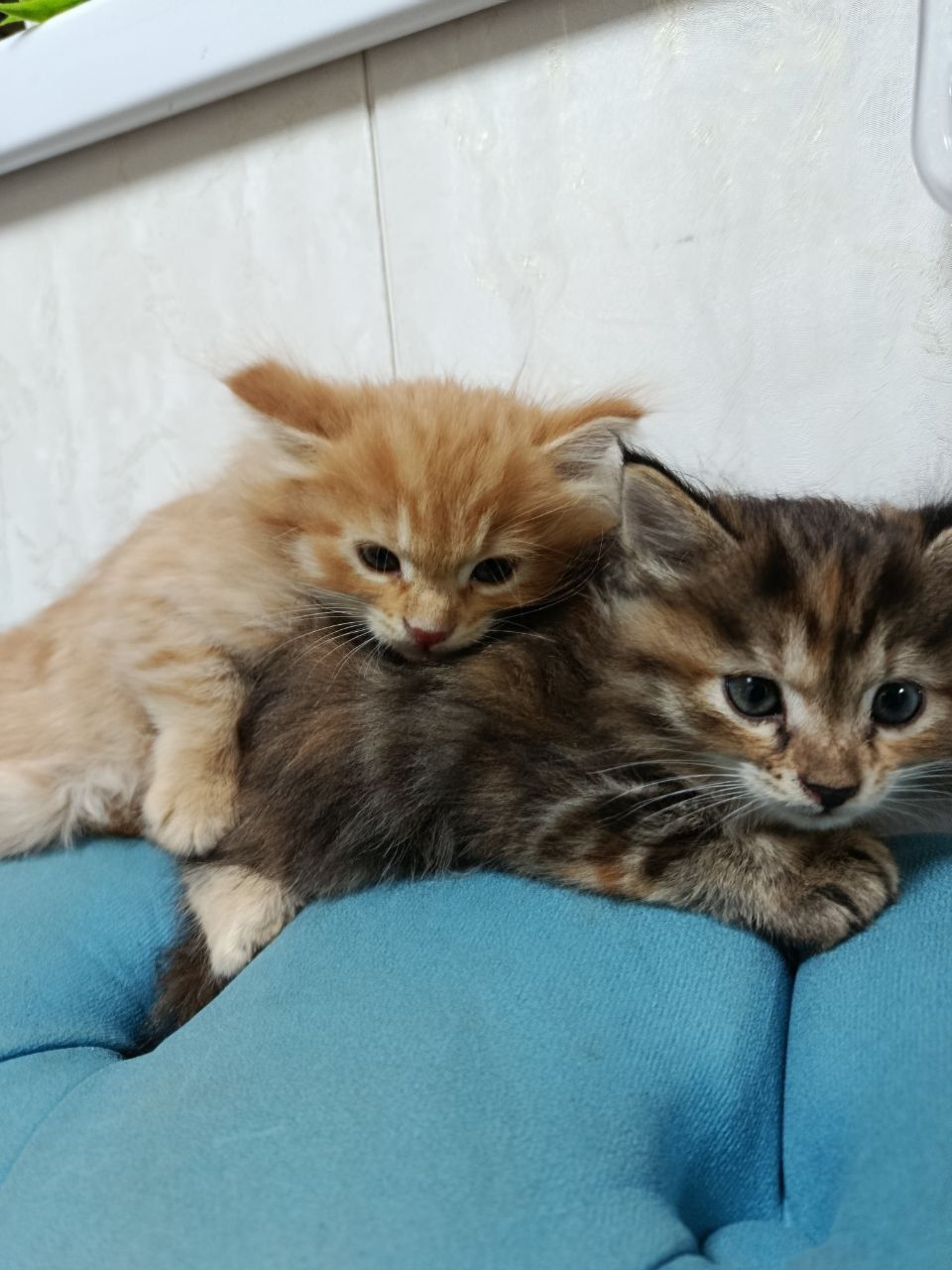 Продам котят в хорошие руки