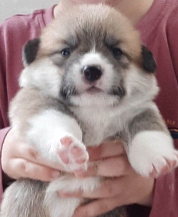 Щенки Вельш Корги Пемброк