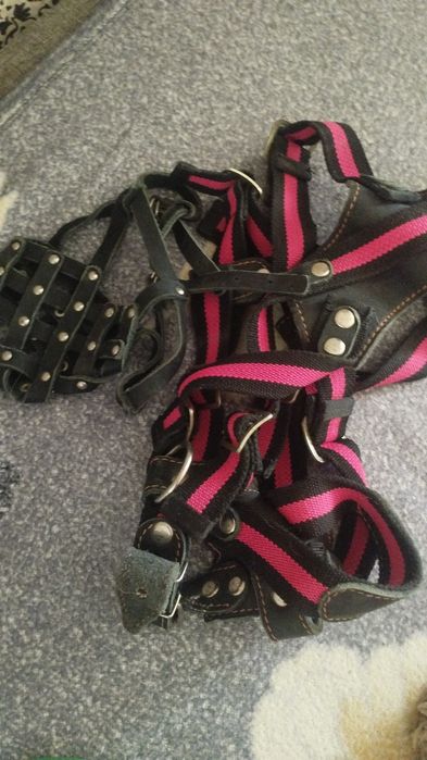 Продам шлейка и намордник новые