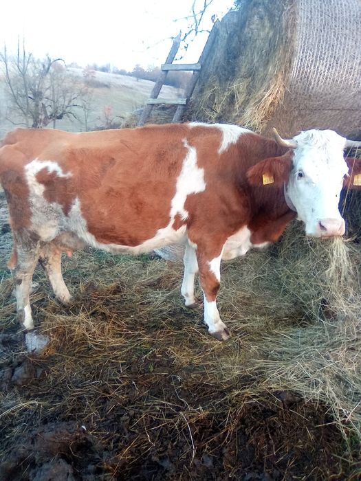 Vând Vaci și vitele