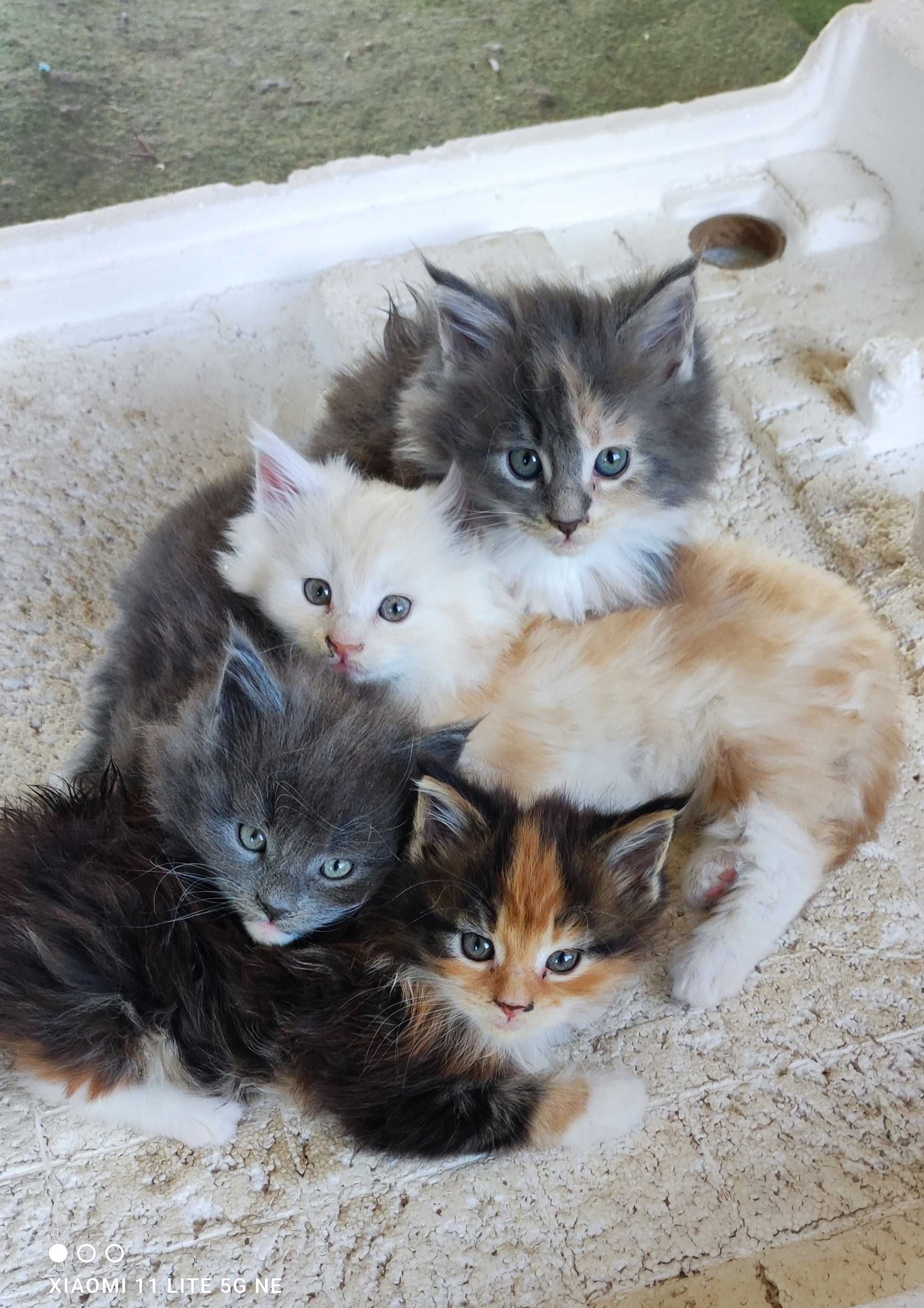 Котенце Мейн кун