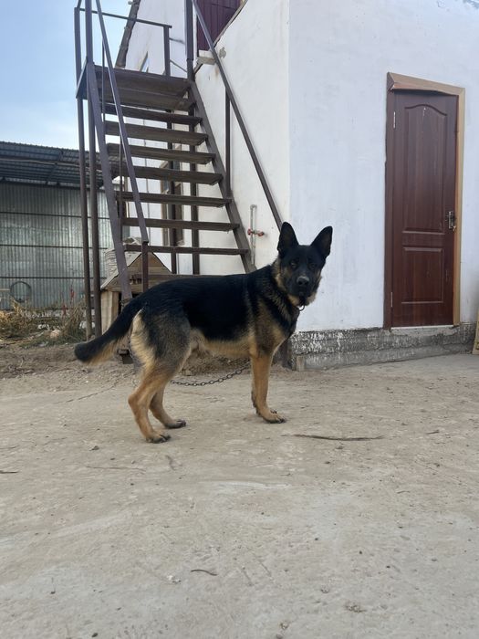 Немецкая овчарка