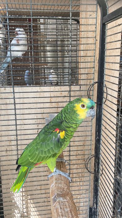 Синьочела Амазона