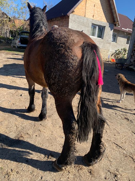 Manza de vânzare de 1 an jumate