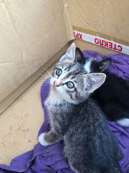 Отдам котят крысоловки