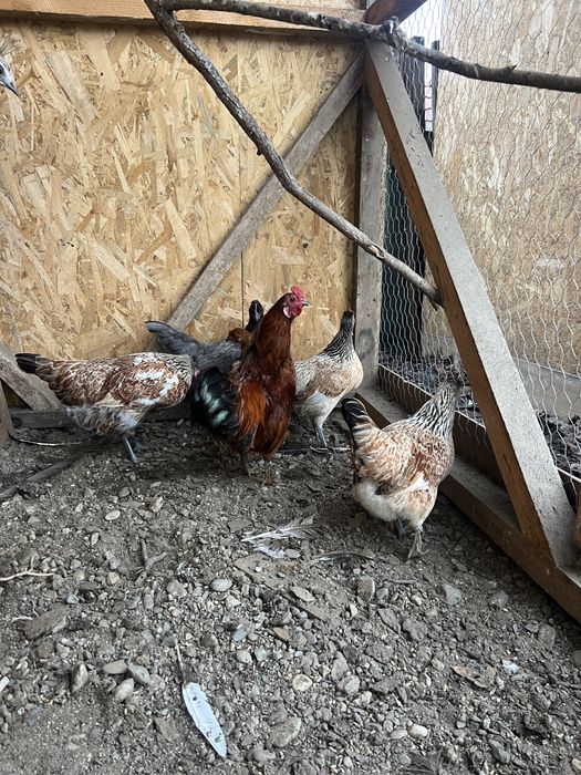 De vânzare găini pitice de anul acesta