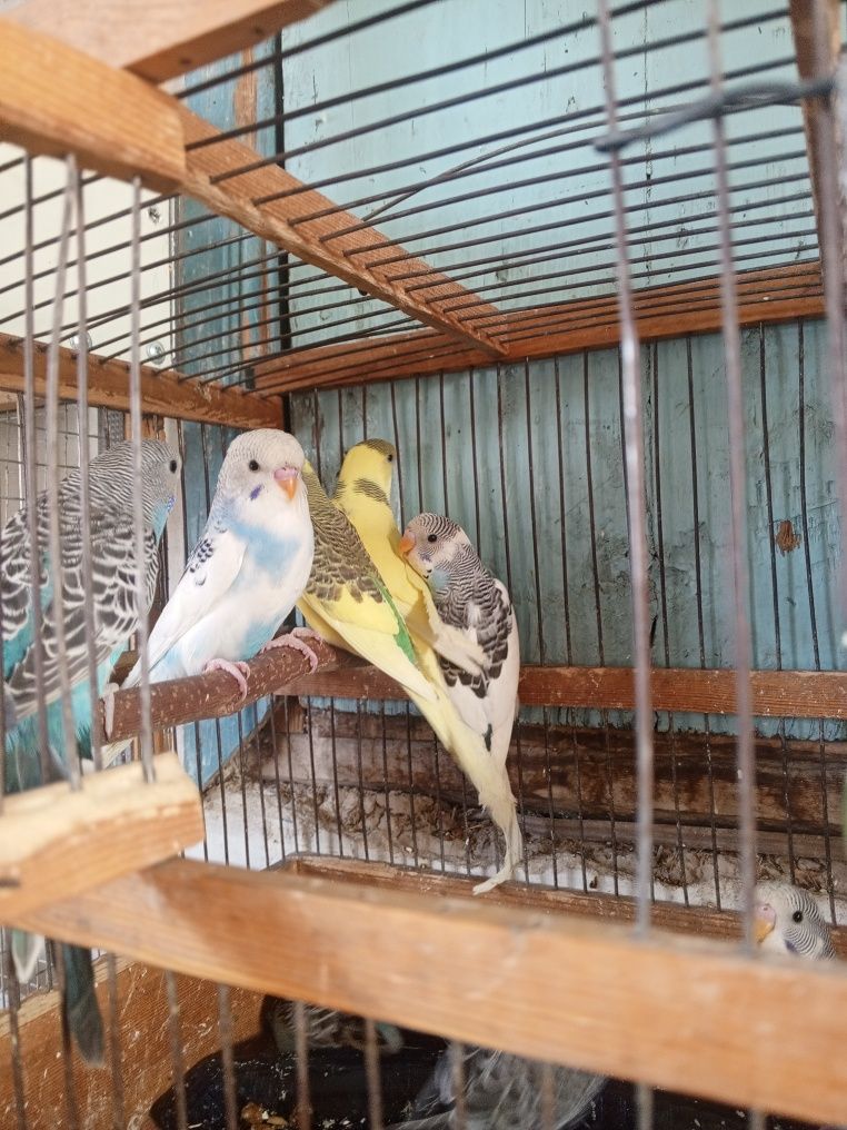 Qushlar sotiladi 55 ming donasi