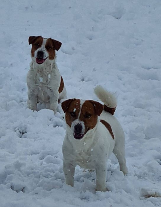 Джак Ръсел Териер