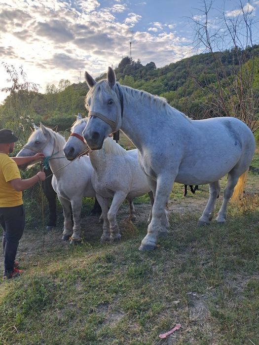Iepe+mânji de vânzare, rasă Percheron