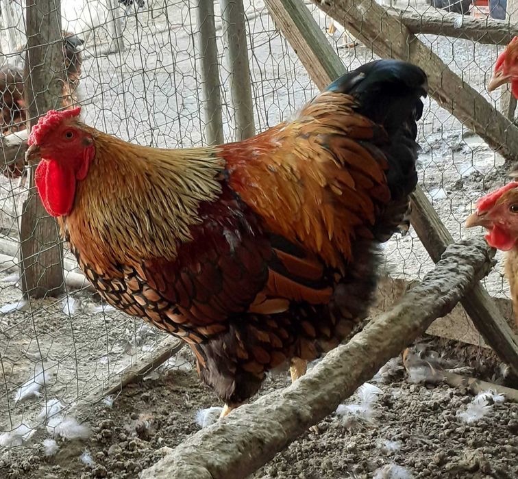 Cocosi de rasa si rațe smarald.