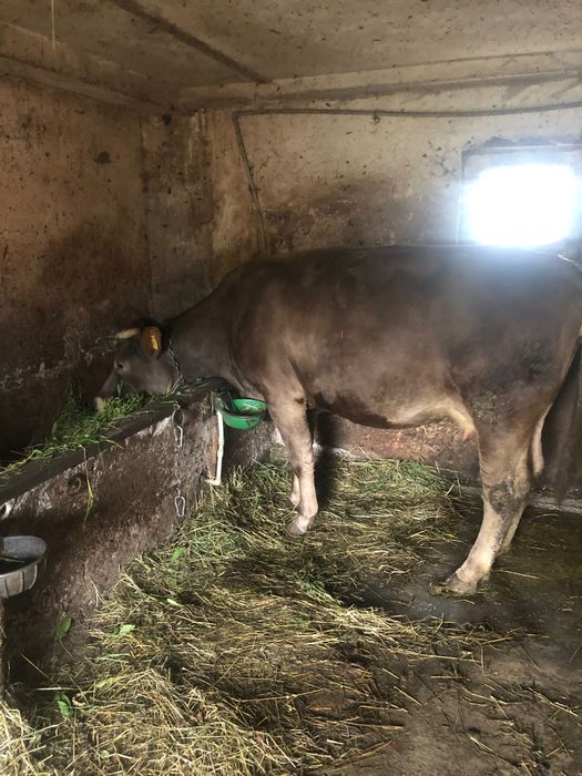 Vînd  doua vaci una brună și una baltata