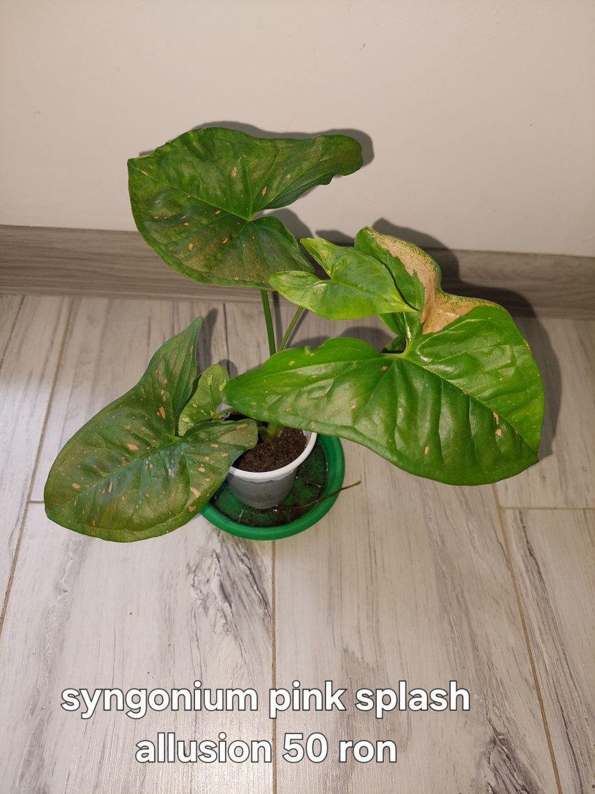 Syngonium de vanzare