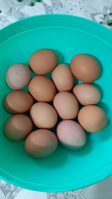 ПРОДАМ домашние яйца