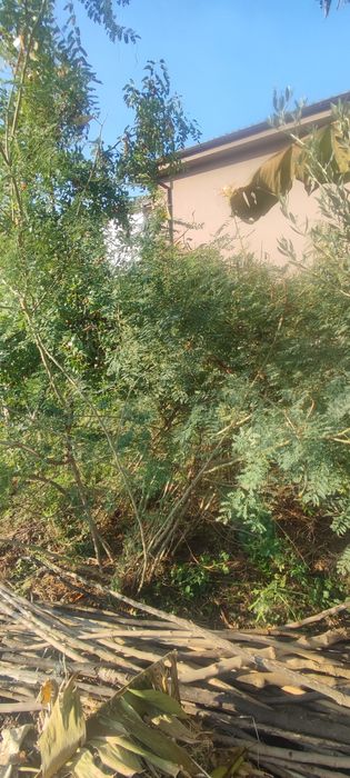 Продавам дръвчета Цезалпиния (Райска Птица )