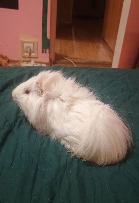 Porcușori de Guineea