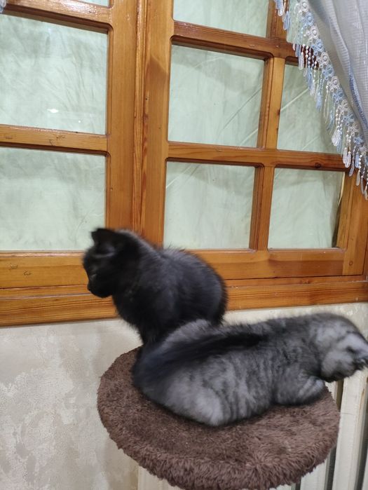 Mushukchalar sotiladi