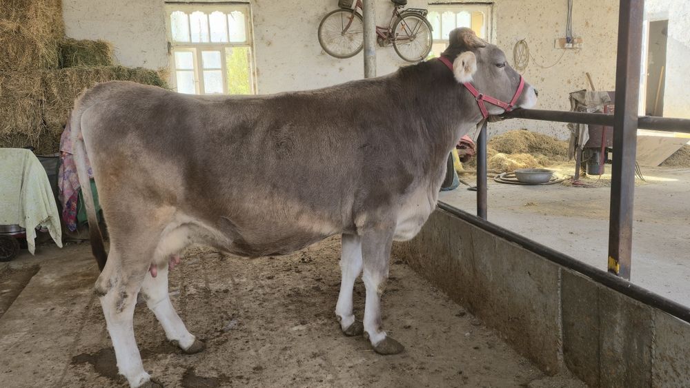 Бир корин тукан, иккинчисига бугоз. Пародаси юга-юз Швец