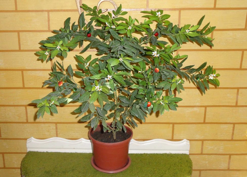 Рождественская или кубинская вишня