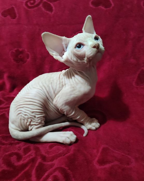 Продается канадский сфинкс