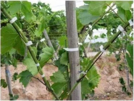 Aparat Cleste de legat via rosiile / Cleste de altoit / Banda Capse