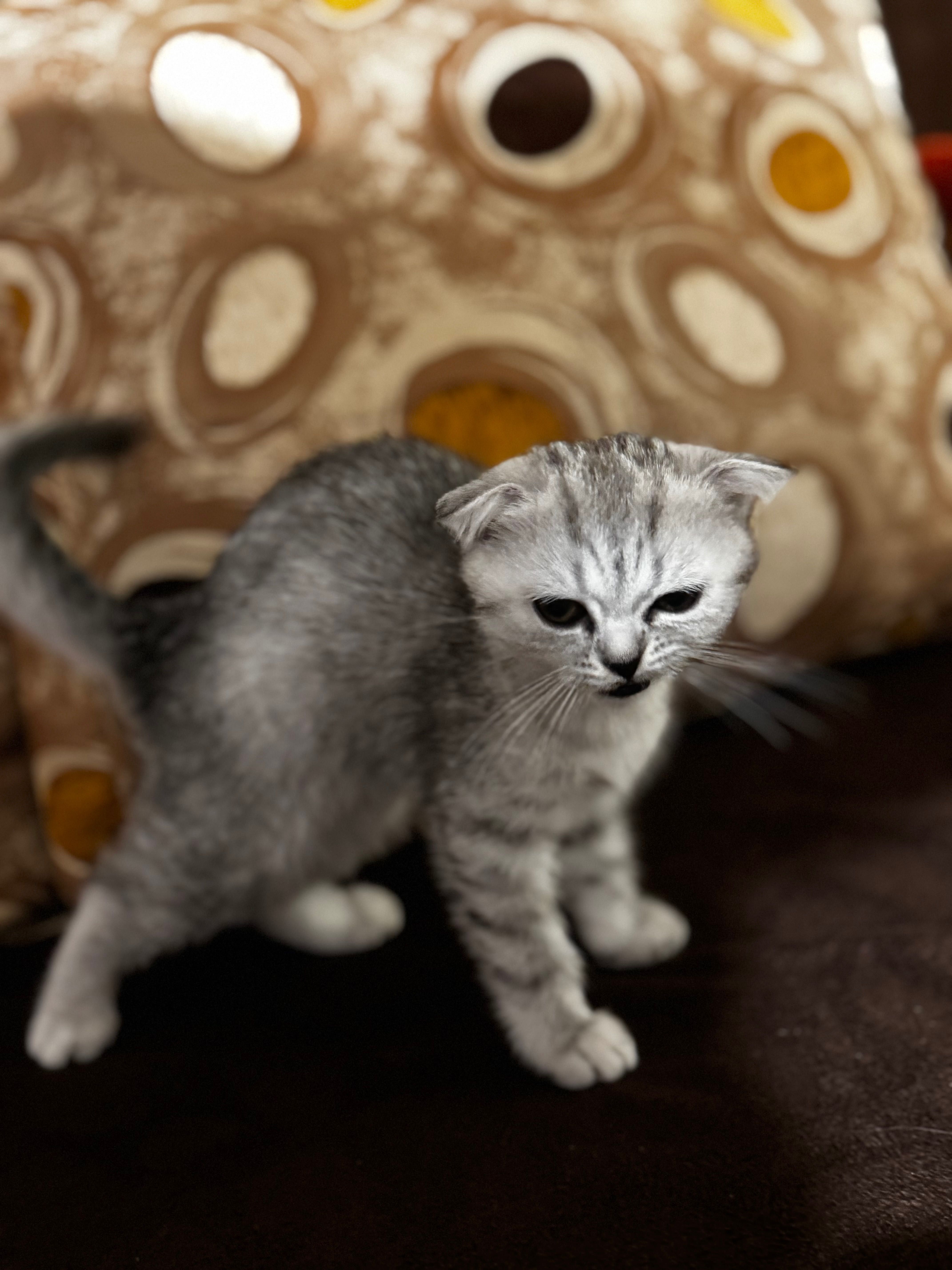 Продавам шотландско клепоухо котенце – момиченце