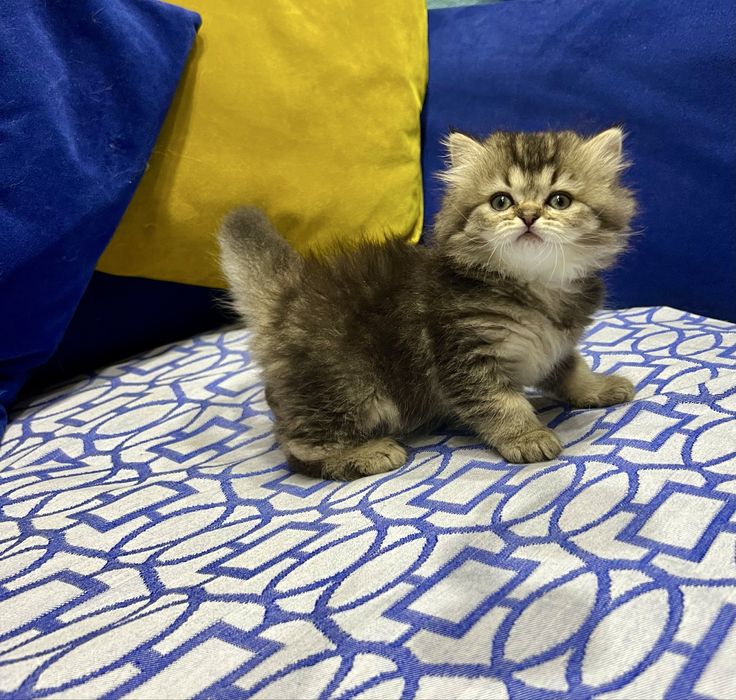 Шотланский Сеоттиш Страйт! Шиншилла золото!