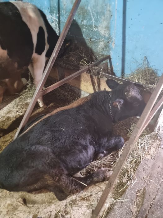 Vând taurasi tineri!