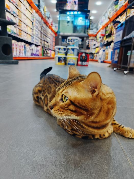 Бенгальская F2 привазной