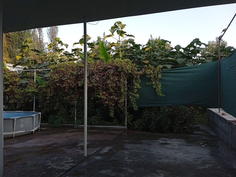 Павловния ку'чатлари сотилади.