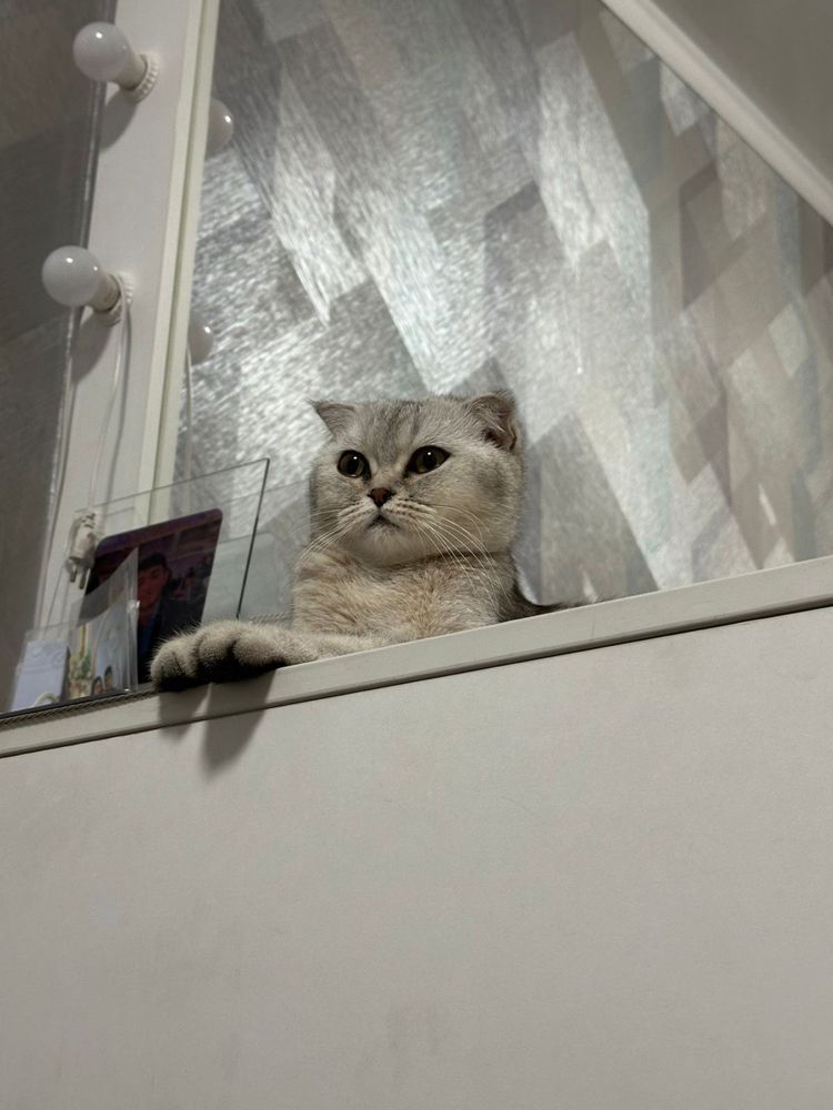 Срочно нужен кот на вязку