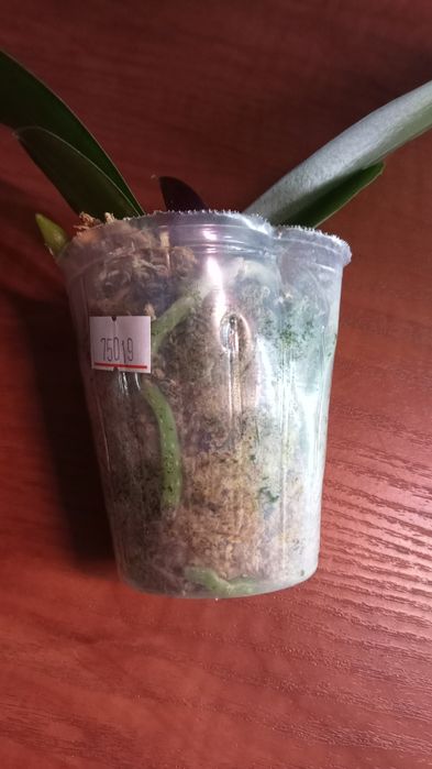 Орхидея сорт Розетта