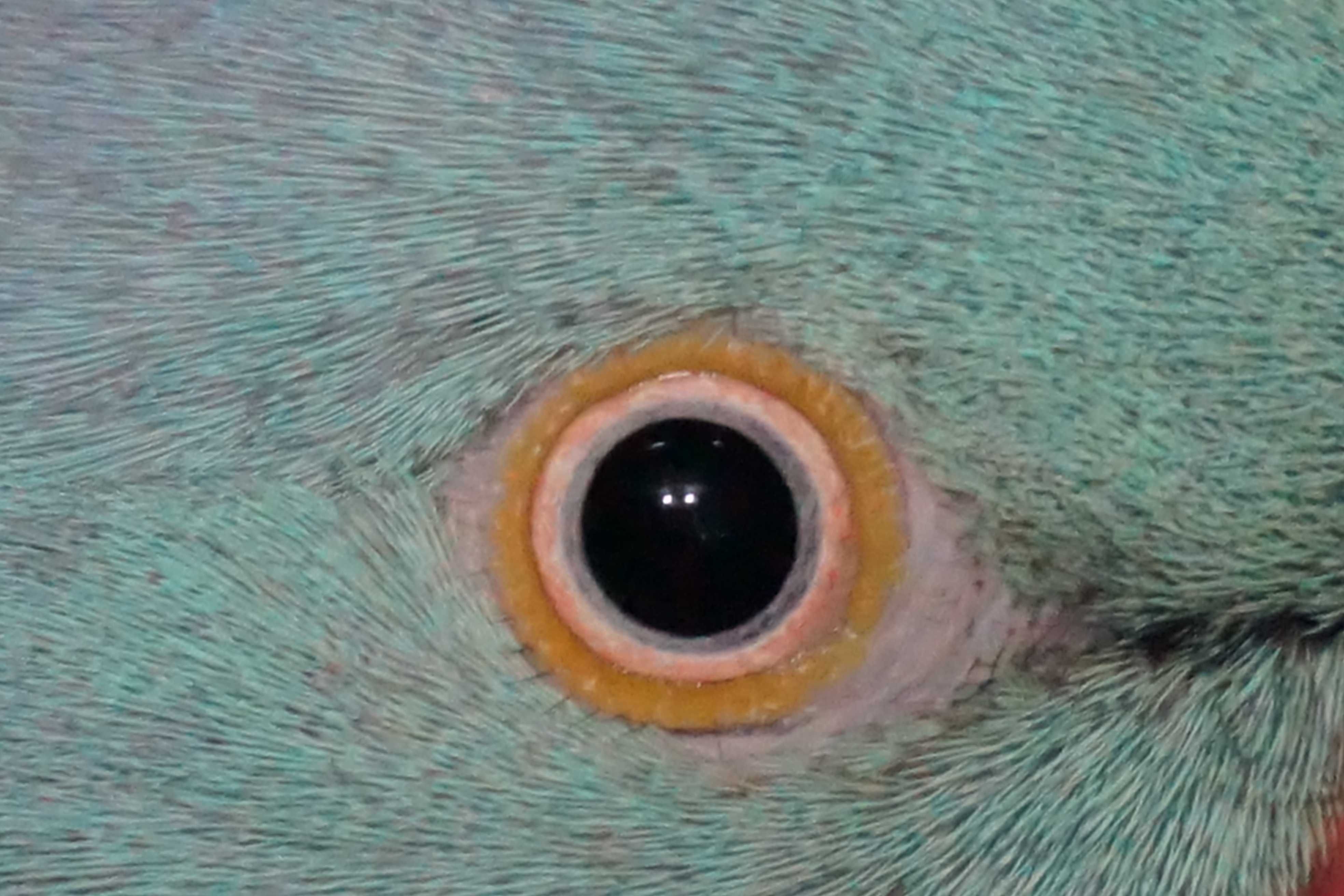 Papagali Micul Alexander albaștrii