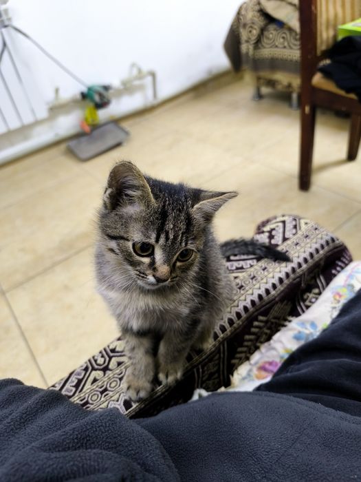 Отдам Котенка в хорошие руки