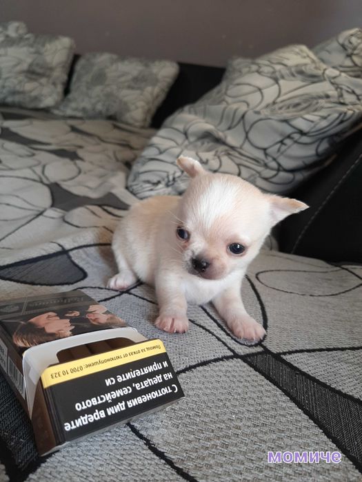 Прекрасни мини чихуахуа