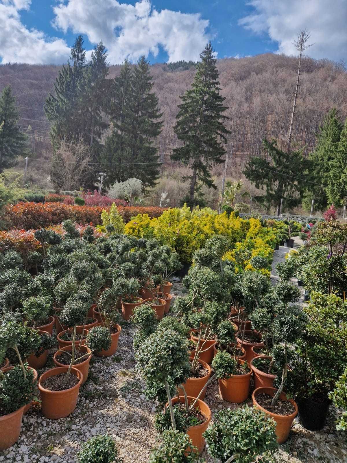 Livrare rapidă de plante ornamentale 1.50-3m – Direct din pepinieră