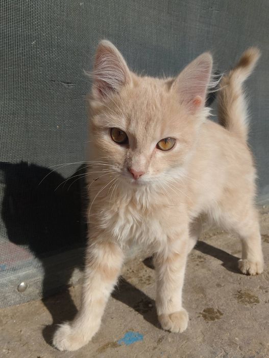 Малки котенца на три месеца