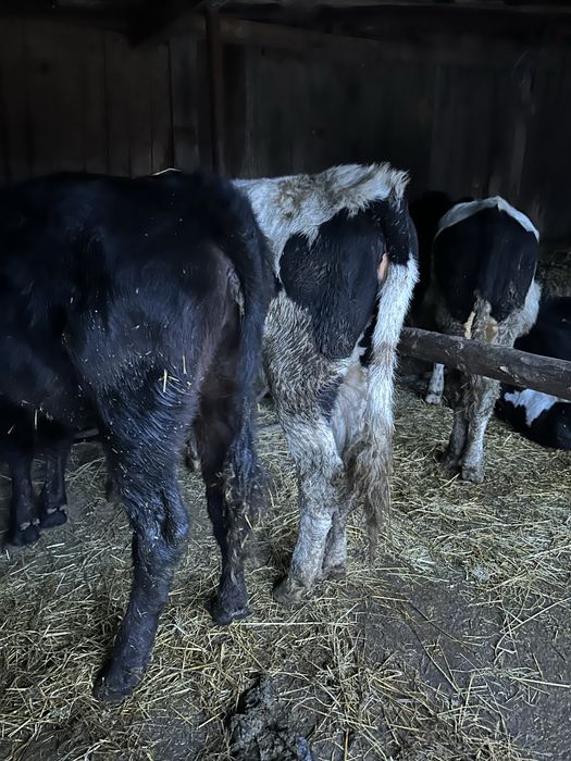 Vând vițele și tăuraș