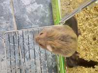 Donez 2 hamsteri