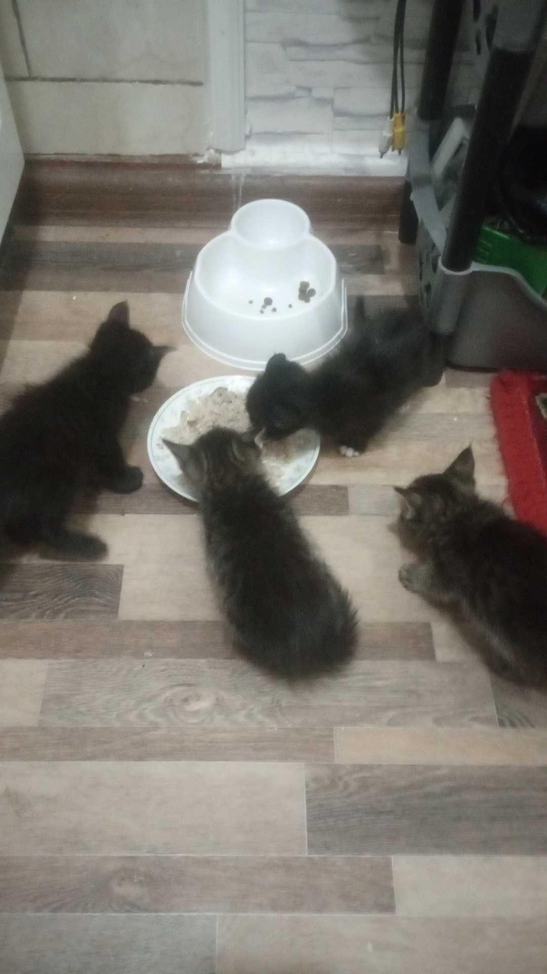 Отдам котят в добрые руки,