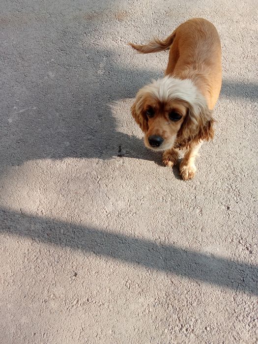 Английский Кокер спаниель