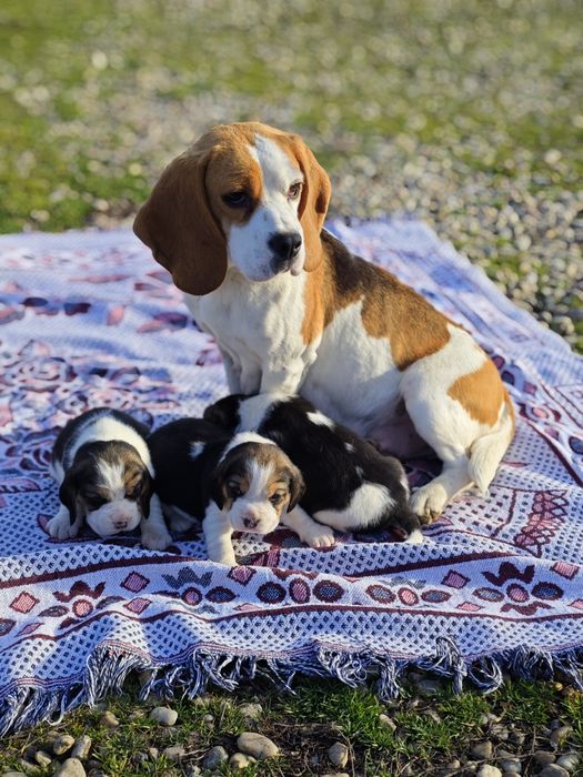 Pui beagle tricolor