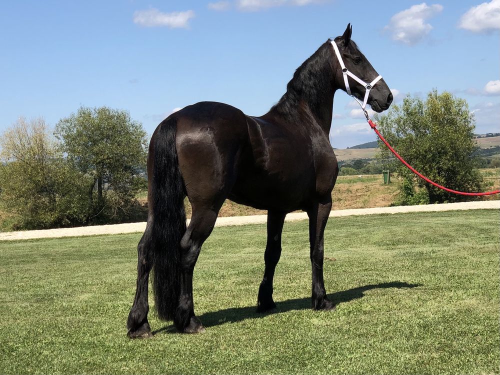 Iapă Friesian iapa Frizian călărie