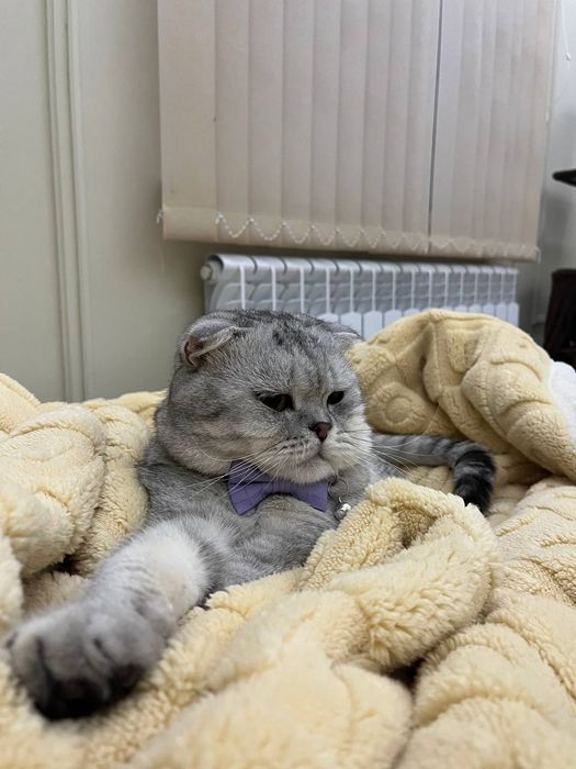 Продаются милые котята 1.5 месячные