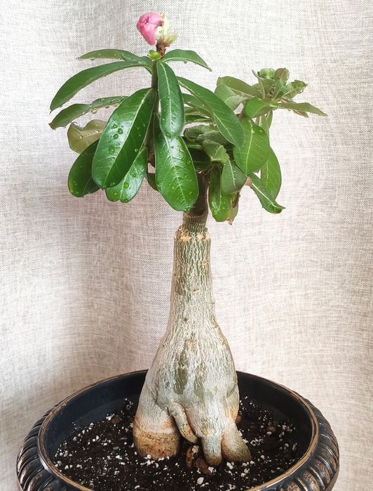 Адениум комнатный цветок