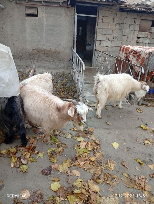 Бугоз экиззой эчкилар тезда сотилади хаммаси зур чиройли сифатли йош !