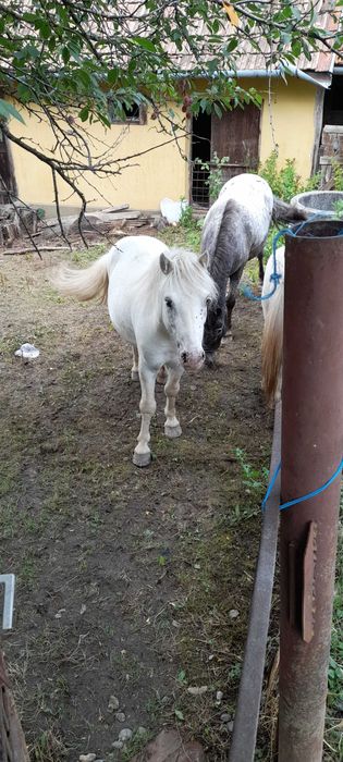 Ponei cu hamuri și căruță!