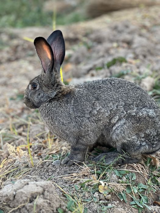 Quyonlar sotiladi erkak ayol hammasi soglom